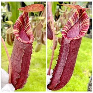 博士x劳氏猪笼草花唇满线梦幻交种boschiana x lowii