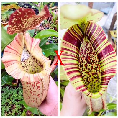 维奇博士x诺斯猪笼草(veitchii x boschiana)x northiana食虫植物