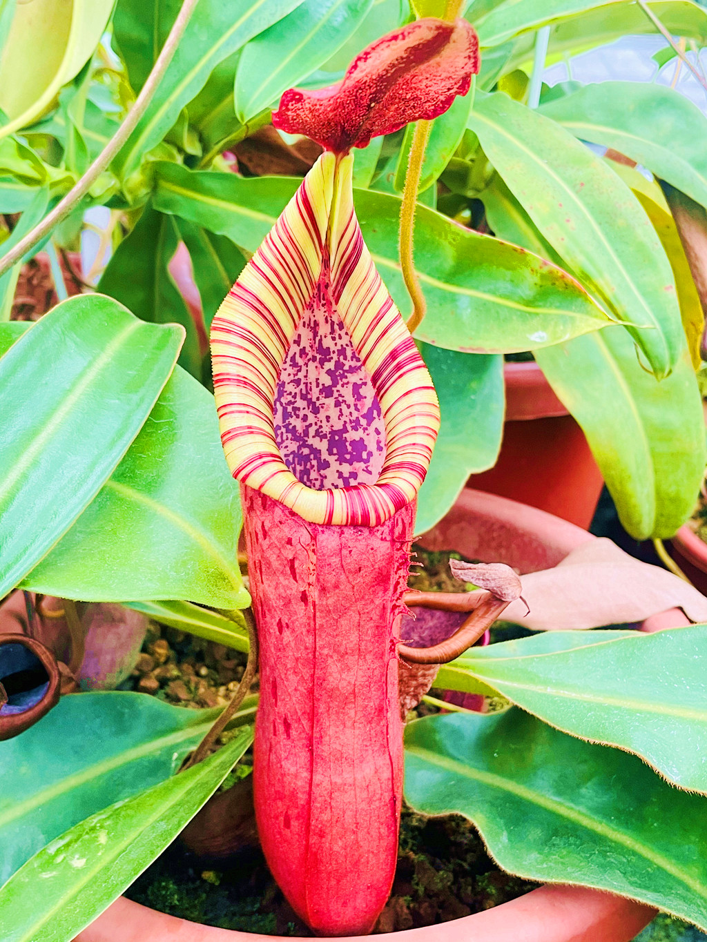 波哥维奇猪笼草食虫植物交种笼子稀有ep花唇bokorensis veitchii