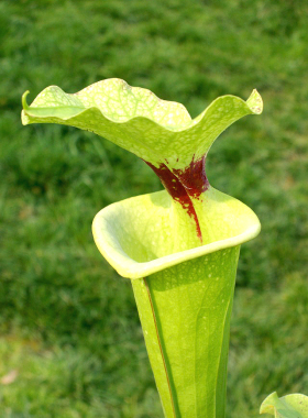 摩尔瓶子草成体巨大吃虫能力强食虫植物盆栽Sarracenia x moorei