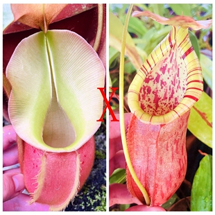 维奇交高棉诺斯猪笼草种子苗veitchii x(thorelii x northiana)