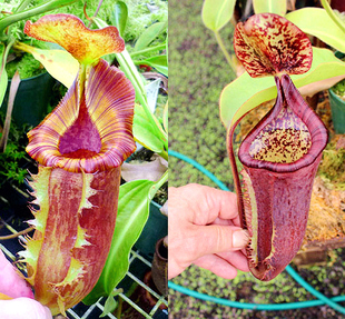 劳氏大猪惊奇交有腺鞍型猪笼草食虫植物非常可爱漂亮的笼子稀有EP