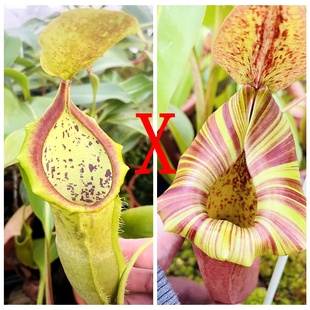 匙叶风铃交劳氏维奇大猪维奇圣杯猪笼草spa x camp x Lvtp TP5255