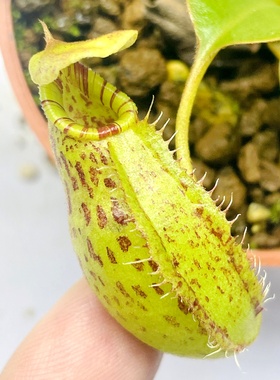 黑宝特x马兜铃显目猪笼草robcantleyi x (aristolochioides x spe