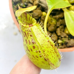 黑宝特x马兜铃显目猪笼草robcantleyi x (aristolochioides x spe