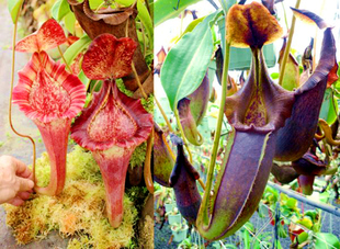 劳氏维奇博世交泉氏维奇猪笼草食虫植物非常华丽漂亮的笼子稀有EP