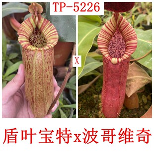 盾叶宝特巨大x波哥维奇猪笼草 TP5226