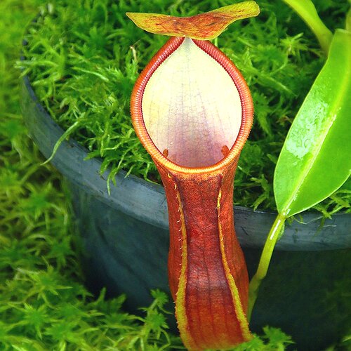 新欣佳浪山x二眼猪笼草食虫植物漂亮singalana x reinwardtiana