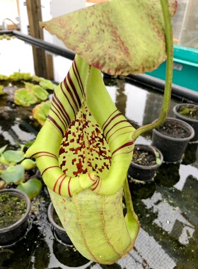 黑宝特交斑豹猪笼草食虫植物Robcantleyi x burbidgeae巨大笼稀有
