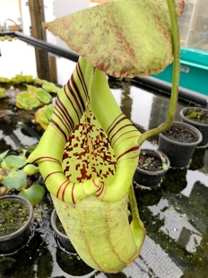 黑宝特交斑豹猪笼草食虫植物Robcantleyi x burbidgeae巨大笼稀有