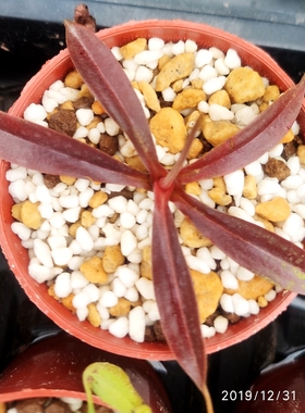 莱佛士交显目猪笼草食虫植物低地高地品种非常可爱漂亮的笼子