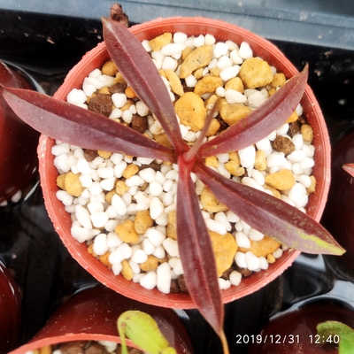 莱佛士交显目猪笼草食虫植物低地高地品种非常可爱漂亮的笼子