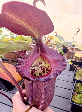 马来王黑宝特猪笼草食虫植物低地高地品种rajah x robcantleyi