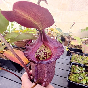 马来王黑宝特猪笼草食虫植物低地高地品种rajah x robcantleyi