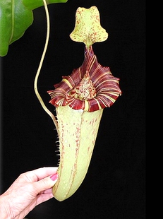 维奇x劳氏x圣杯猪笼草漂亮笼子(veitchii x lowii) x platychila