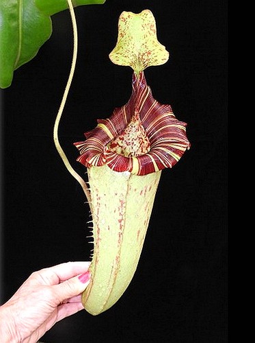 维奇劳氏猪笼草漂亮platychila