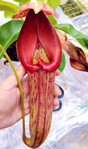 宝特猪笼草食虫植物梦幻巨型稀有