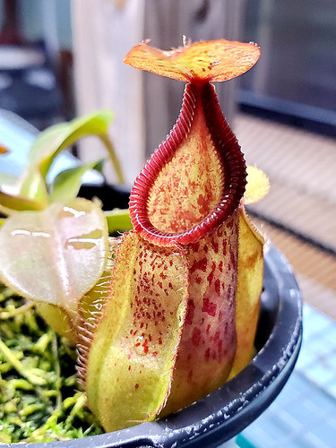 钩唇交维奇猪笼草食虫植物漂亮可爱的笼子hamata x veitchii - 封面