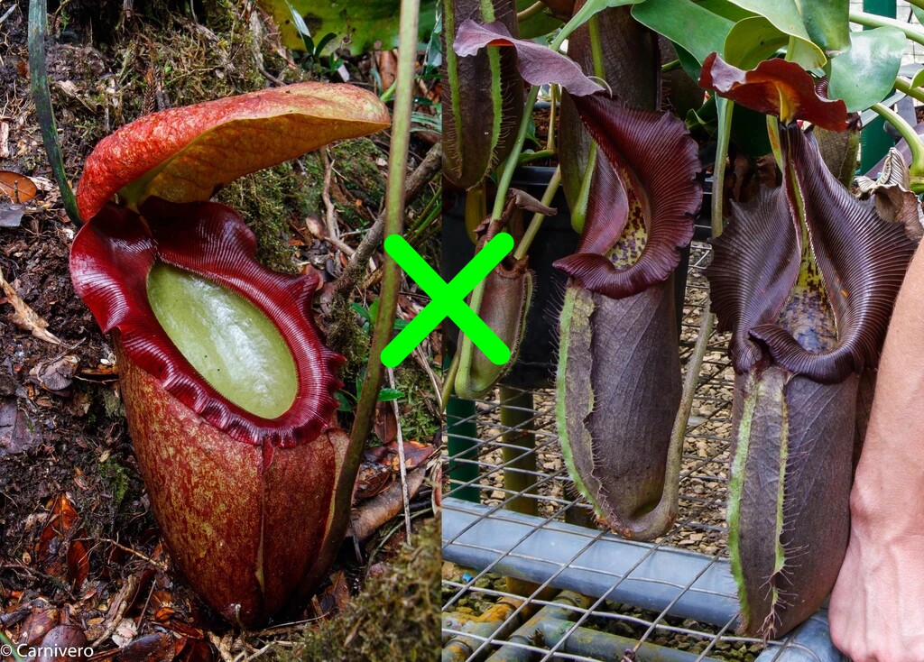 马来王x黑宝特猪笼草食虫植物漂亮的笼子稀有rajah x robcantleyi