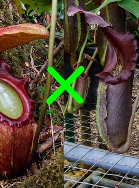 马来王x黑宝特猪笼草食虫植物漂亮的笼子稀有rajah x robcantleyi