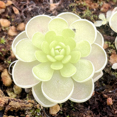 维多利亚捕虫堇食虫植物捕蝇草