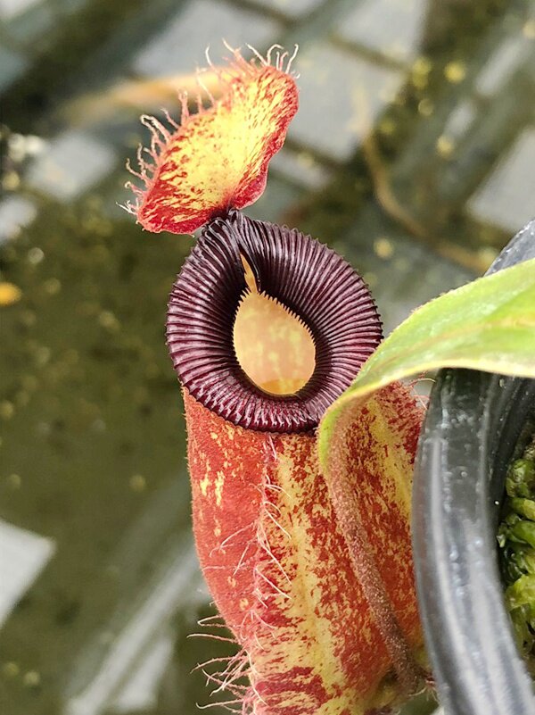 红苹果交钩唇猪笼草食虫植物漂亮可爱笼子稀ampullaria x hamata