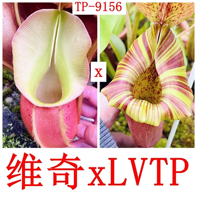高地维奇xLVTP猪笼草种子苗veitchii x LVTP TP9156