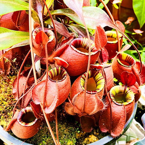 维京海盗黑苹果月亮低地笼子植物