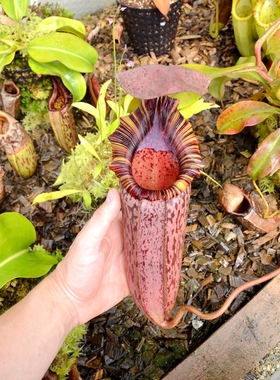 （维奇劳氏）交显目猪笼草食虫植物低地高地品种非常可爱漂亮的笼