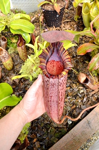 （维奇劳氏）交显目猪笼草食虫植物低地高地品种非常可爱漂亮的笼