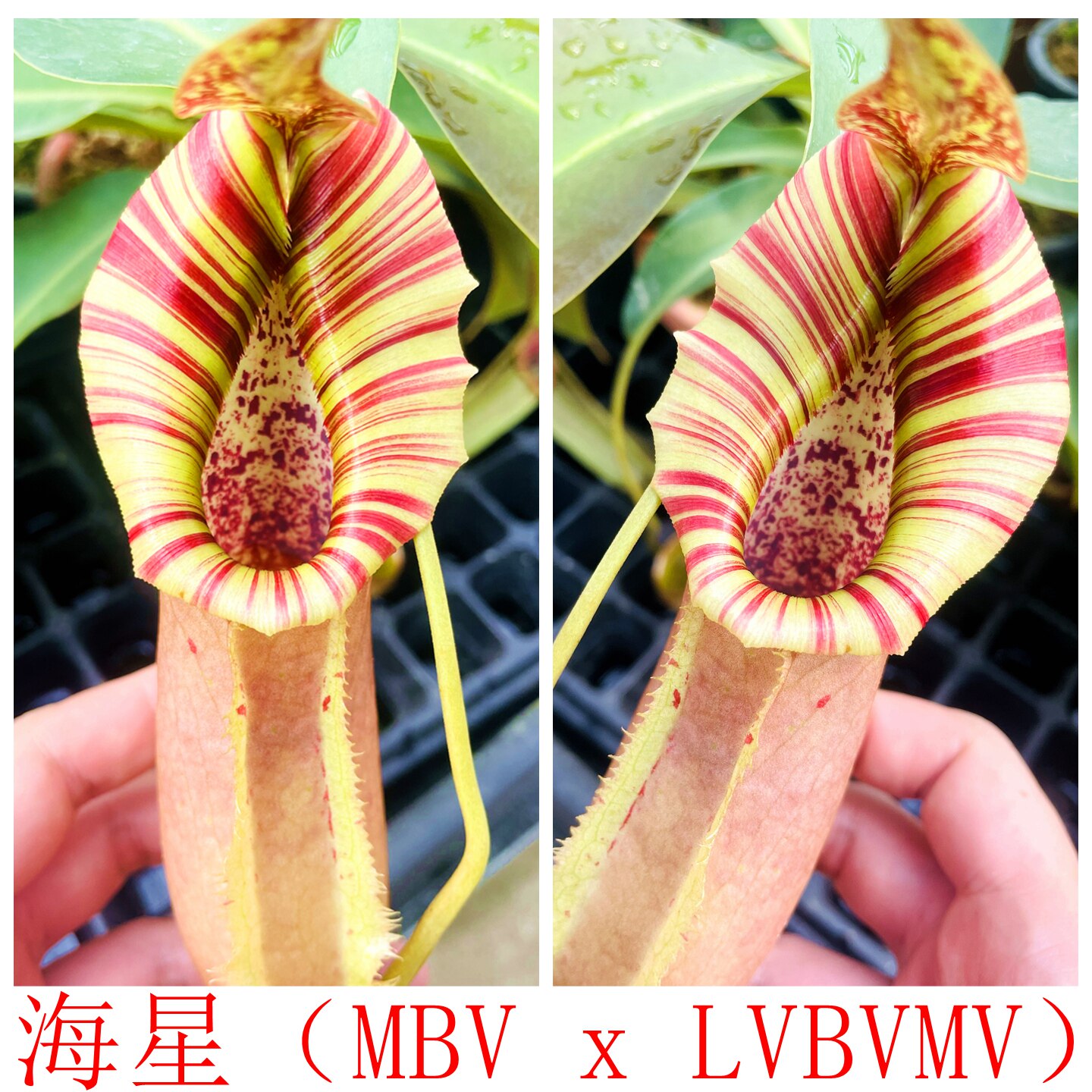 海星猪笼草大猪博世维奇x劳氏维奇博世大猪维奇大猪猪笼草 TP9366