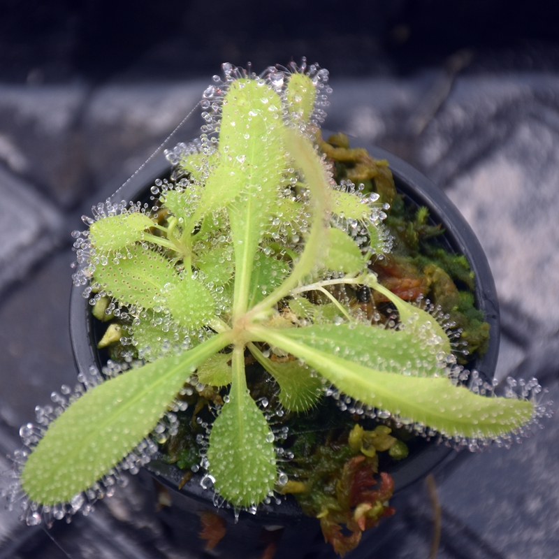 帝露茅膏菜巨大新手推荐喜阴植物