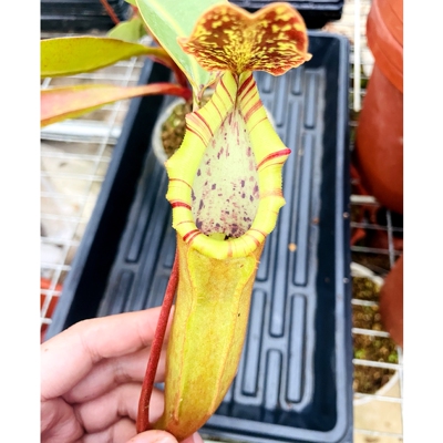 暗夜精灵猪笼草劳维博士x诺斯维奇LVB x north x veitchii TP5322