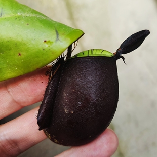 笼子 绿唇黑苹果猪笼草盆栽食虫植物低地品种非常可爱漂亮