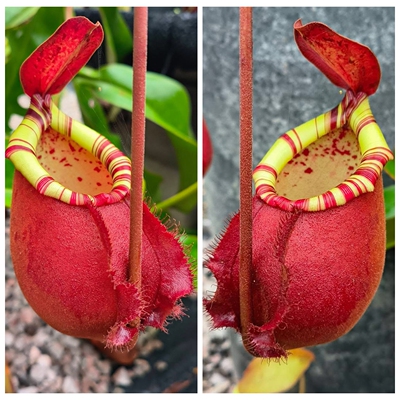 海盗红月x诺斯猪笼草（viking x ampullaria）x Northiana TP5031