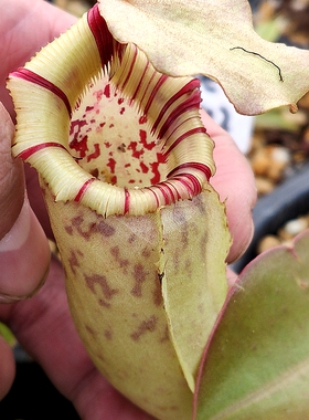 辛布亚x维奇x劳氏猪笼草可爱sibuyanensis x (veitchii x lowii)