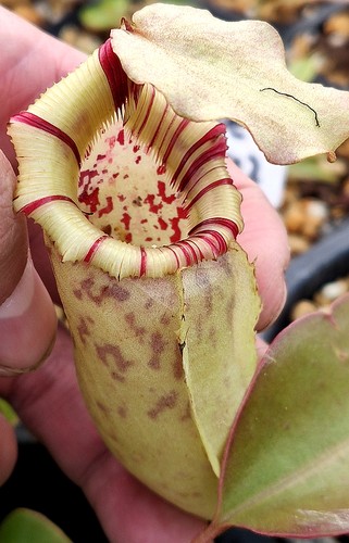 辛布亚x维奇劳氏可爱猪笼草