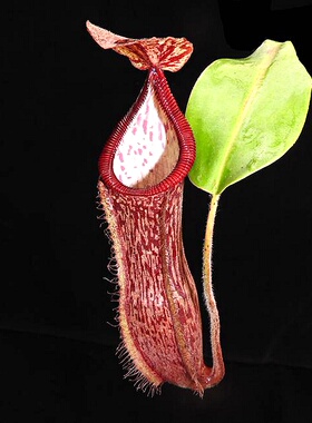 有腺交钩唇勾唇猪笼草食虫植物暗黑系稀有glandulifera x hamata