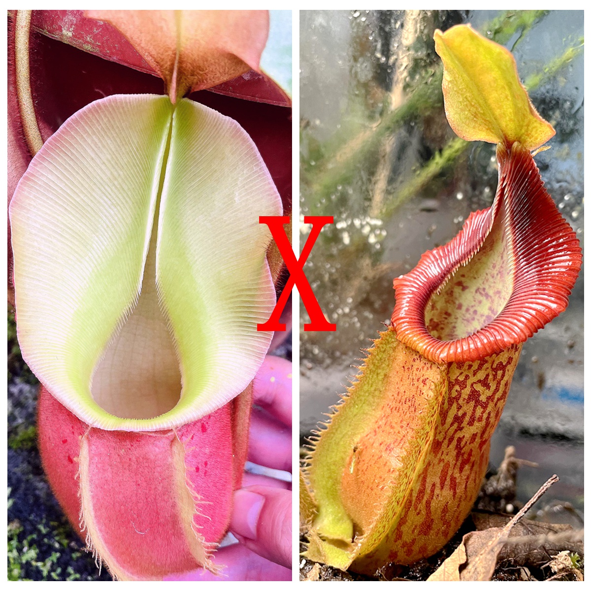 维奇x勾唇x维奇猪笼草种子苗veitchii x (hamata x veitchii)