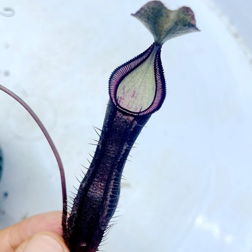 岔刺x新佳浪山猪笼草食虫植物暗黑系稀有ramispina x singalana