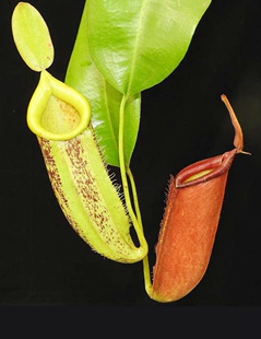 苹果交维奇猪笼草食虫植物低地高地品种非常可爱漂亮的笼子