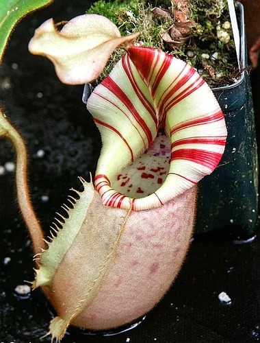 高地维奇猪笼草食虫植物漂亮可爱笼子稀有原种Veitchii Bario3734