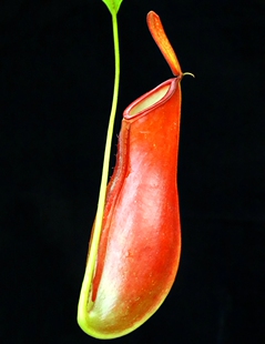 苹果交二眼猪笼草食虫植物低地高地品种非常可爱漂亮的笼子