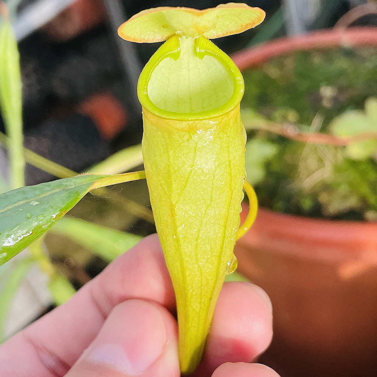 马达加斯加猪笼草食虫植物漂亮可爱笼子稀有原种madagascariensis