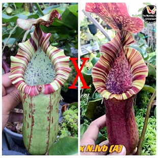 大猪博士维奇x劳氏维奇博士猪笼草种子苗MBV x LVB杂交品种TP9336