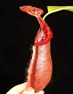 黑宝特交（斑豹交爱德华）猪笼草Robcantleyi x (burb x edward)