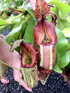 dark veitchii pink 大猪x维奇猪笼草梦幻N. squat maxima