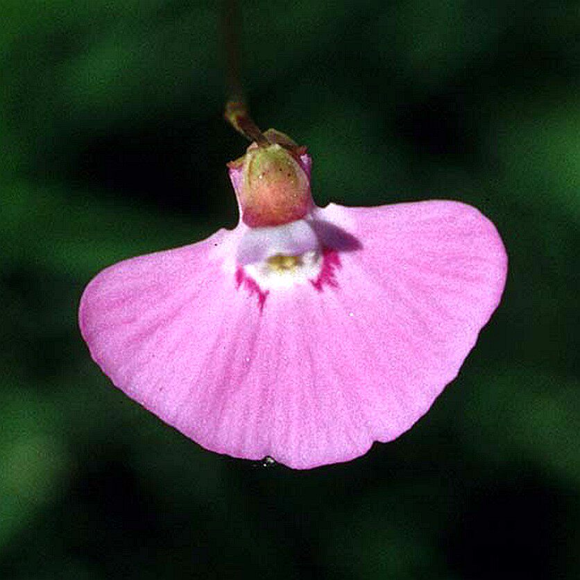 独花狸藻Utricularia uniflora食虫植物室水培微景观陆缸