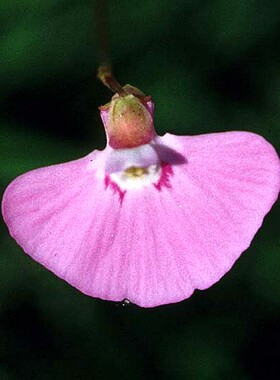 独花狸藻Utricularia uniflora食虫植物室水培微景观陆缸