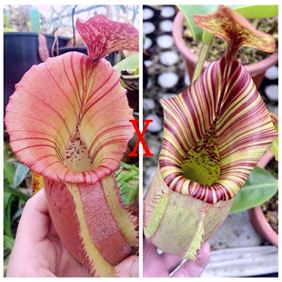 六甲x博士x维奇x维奇x宝特维奇猪笼草种子苗RBVV x TV